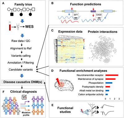 De novo Mutations From Whole Exome Sequencing in Neurodevelopmental and Psychiatric Disorders: From Discovery to Application